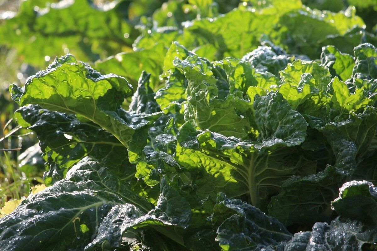 Florida Organic Collard Greens